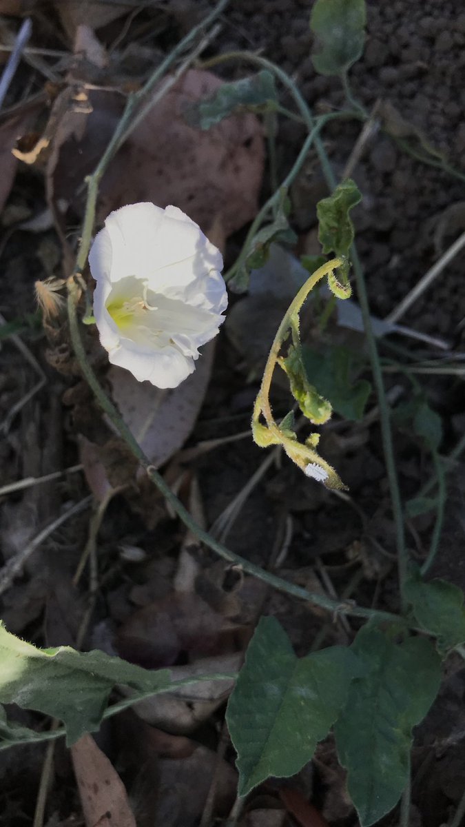 方舟子on Twitter 今日所见野花 电报草 Telegraph Weed 光烟草 Tree Tobacco 田旋花 Field Bindweed