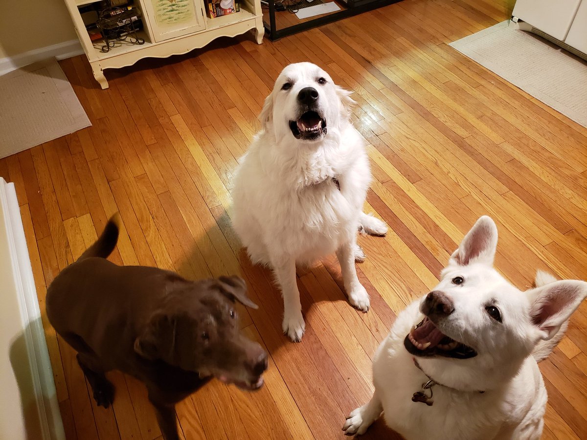 It's my birthday.  I came to live with mom and dad two years ago today.  #greatpyrenees #rescuedog #dogs