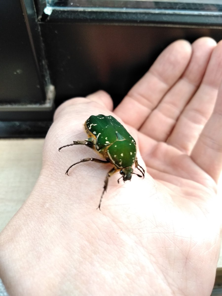 Hanamuguri X キョウトアオハナムグリ 色彩も名前も実に日本的 雌雄で色が異なる所も魅力的です いい色の日 T Co Dfym0caube Twitter