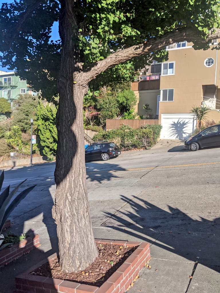 JasonCantley's tweet photo. Female Gingko in SF?! Yes! Found in Dolores heights. She's a beauty - despite being a little stinky, too! #nakedseeds #notfruit #gymnosperm https://t.co/XEiSJXLa6W