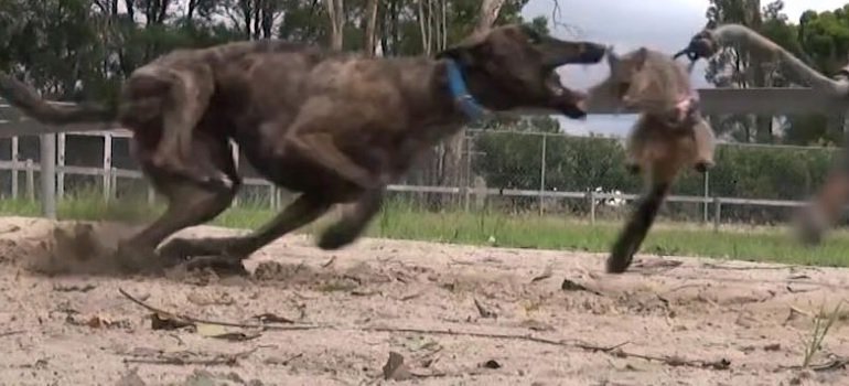 animalkind_aus's tweet photo. "...there are too many animal-abusing lowlifes in the [#greyhoundracing] industry, even after the reckoning that followed the 2015 #livebaiting scandal." says @ritapanahi https://t.co/XjtVppVWAK https://t.co/beCdSQueFD