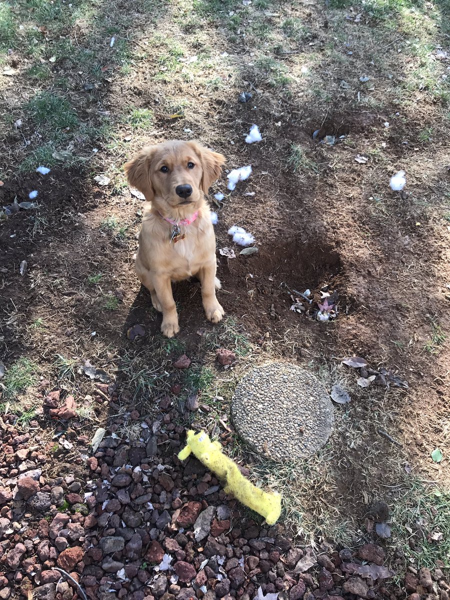 LexiBlue16's tweet photo. Don’t worry mom, you’re safe.  I dug these holes and killed my toy just for you. 😉  It’s ok though cause I’ve got the sweetest face! @mandibartley https://t.co/zG0rjaUIXR