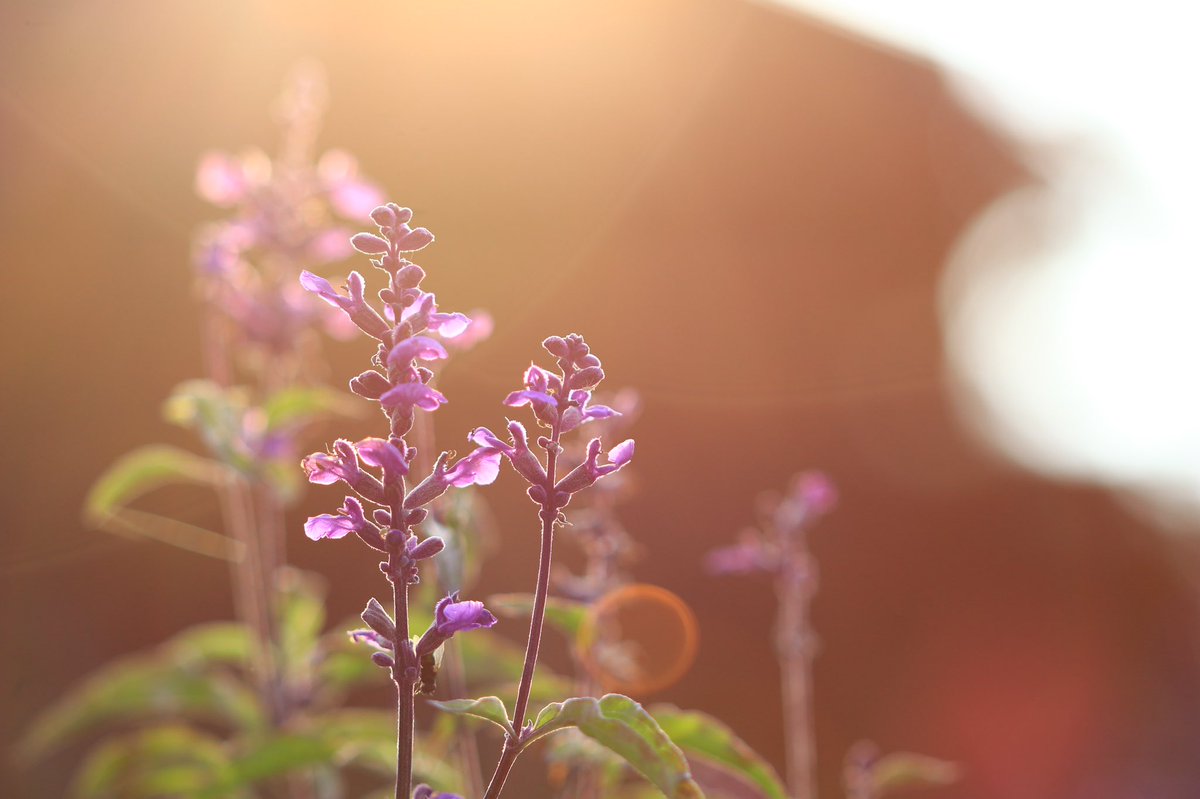 花の名前わからない 花の名前わからない