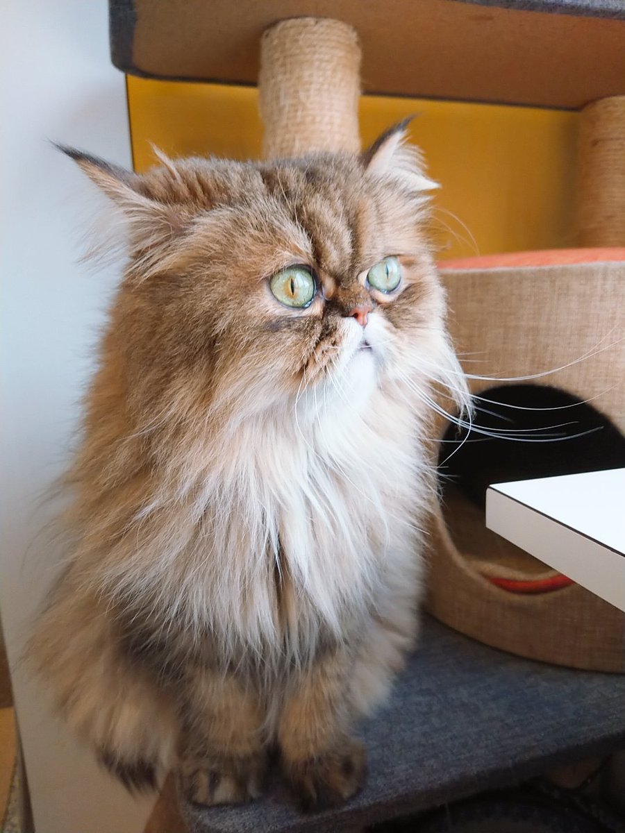 猫まるちゃんぷ みんな健康でいてくれだだよ على تويتر ぷるぷるファンにお届けするギョロ目ぷるちゃんと真横ぷるちゃん 猫 まるカフェ 猫まるカフェ上野 猫 猫カフェ 上野 沖縄 保護猫 チンチラゴールデン ぷるぷる ギョロ目 真横 もふい ねこら 猫まるちゃんぷ みんな健康でいてくれだだよ على تويتر ぷるぷるファンにお届けするギョロ目ぷるちゃんと真横ぷるちゃん 猫 まるカフェ 猫まるカフェ上野 猫 猫カフェ 上野 沖縄 保護猫 チンチラゴールデン ぷるぷる ギョロ目 真横 もふい ねこら