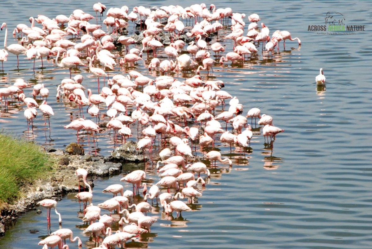 AcrossNature's tweet image. We know #Tanzania like we know our fingers. We shall proudly share with you our intimate knowledge about this beautiful country- you will certainly fall in love with it. Contact us at: info@acrossafricanature.com

#AfricanSafaris #TanzaniaSafari