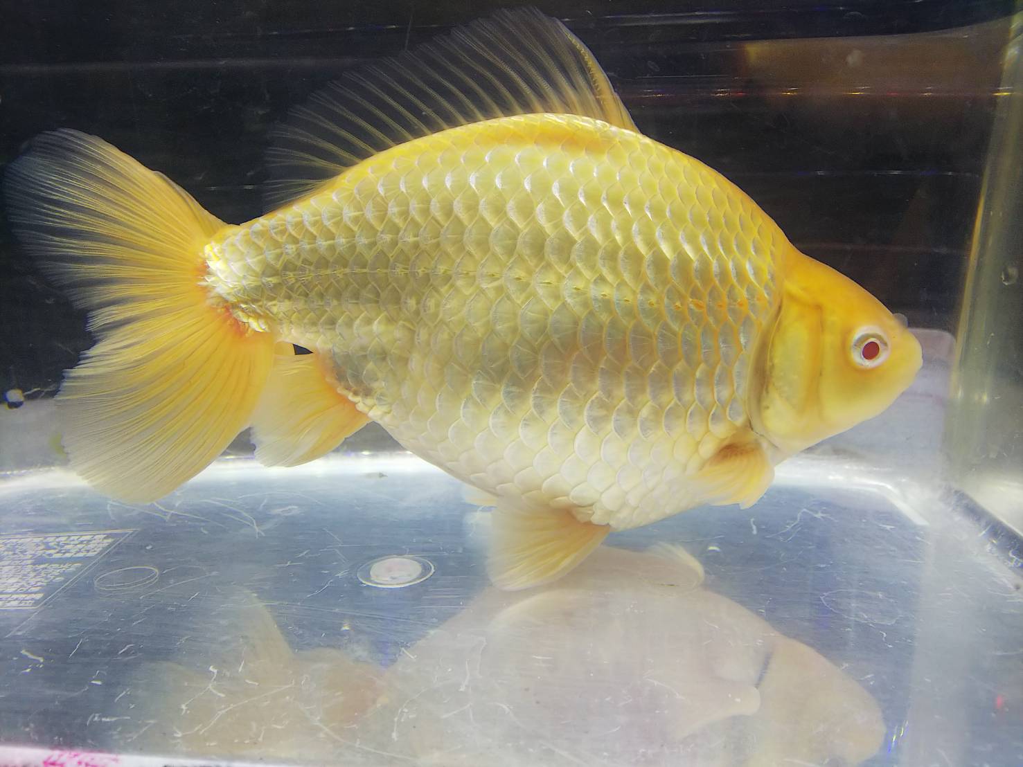 טוויטר ともぞう בטוויטר 横見も アルビノ和金 金魚オープンデータ Kingyoainavi T Co A1lcf9c5ji