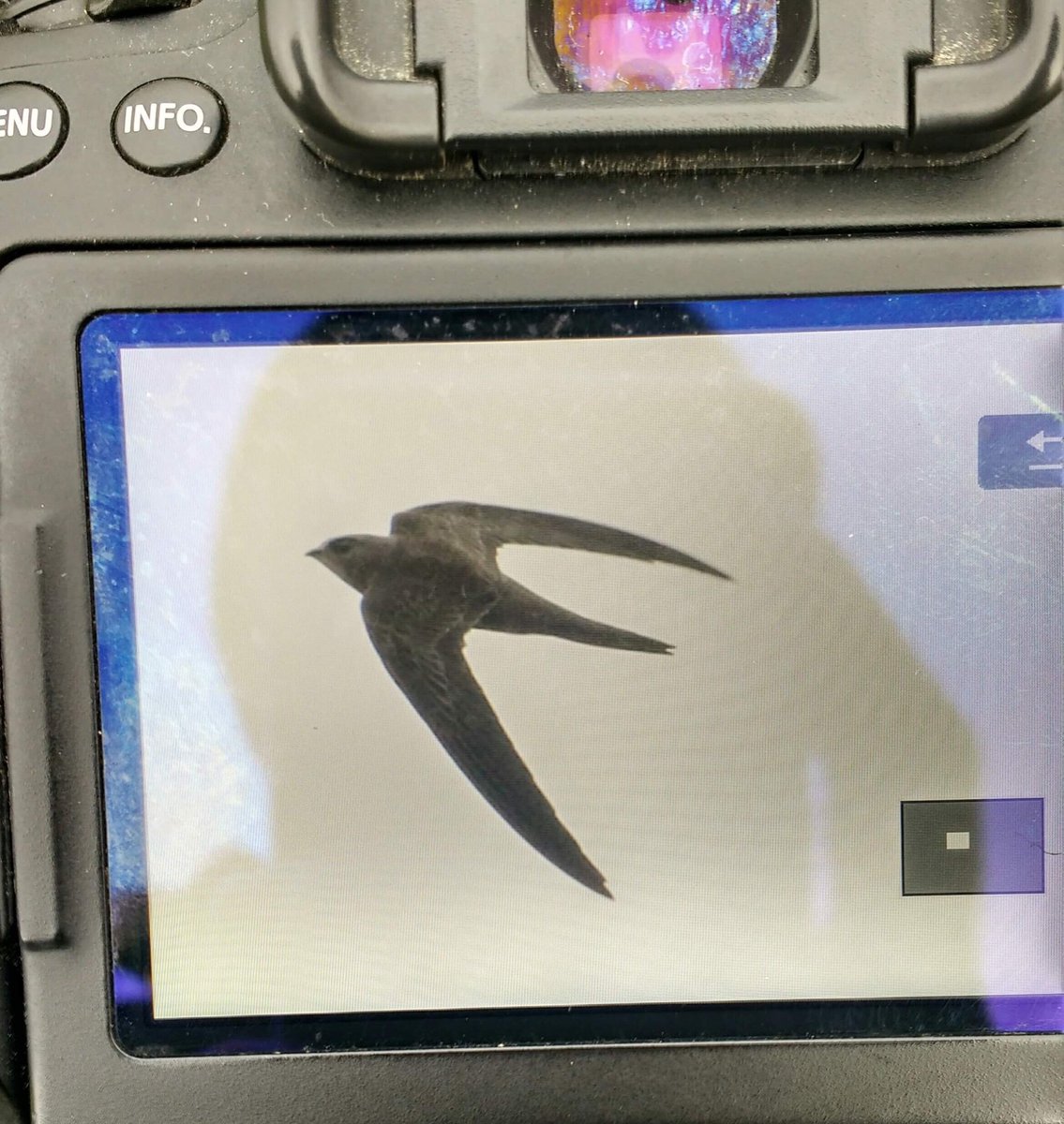 4th for Poland PALLID SWIFT in Warsaw today by Wojtek Guzik.
<a href="/TarsigerTeam/">Tarsiger</a>