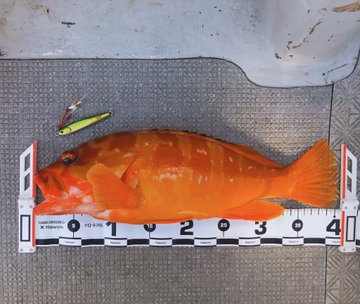 アカハタの特徴 見分け方 写真から探せる魚図鑑