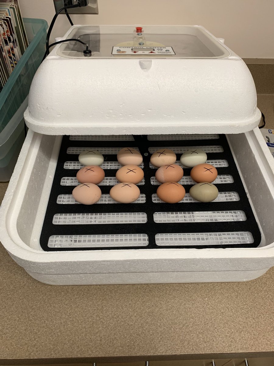 We are exploring a variety of hands-on, inquiry based activities around our current IB unit. I can’t wait until these eggs hatch! Stay tuned for pictures in 21 days!                              @kirsten1wright <a href="/Followthebolt/">Franklin Elementary</a> <a href="/tanraines/">Tanika Raines</a>  #1stgrade