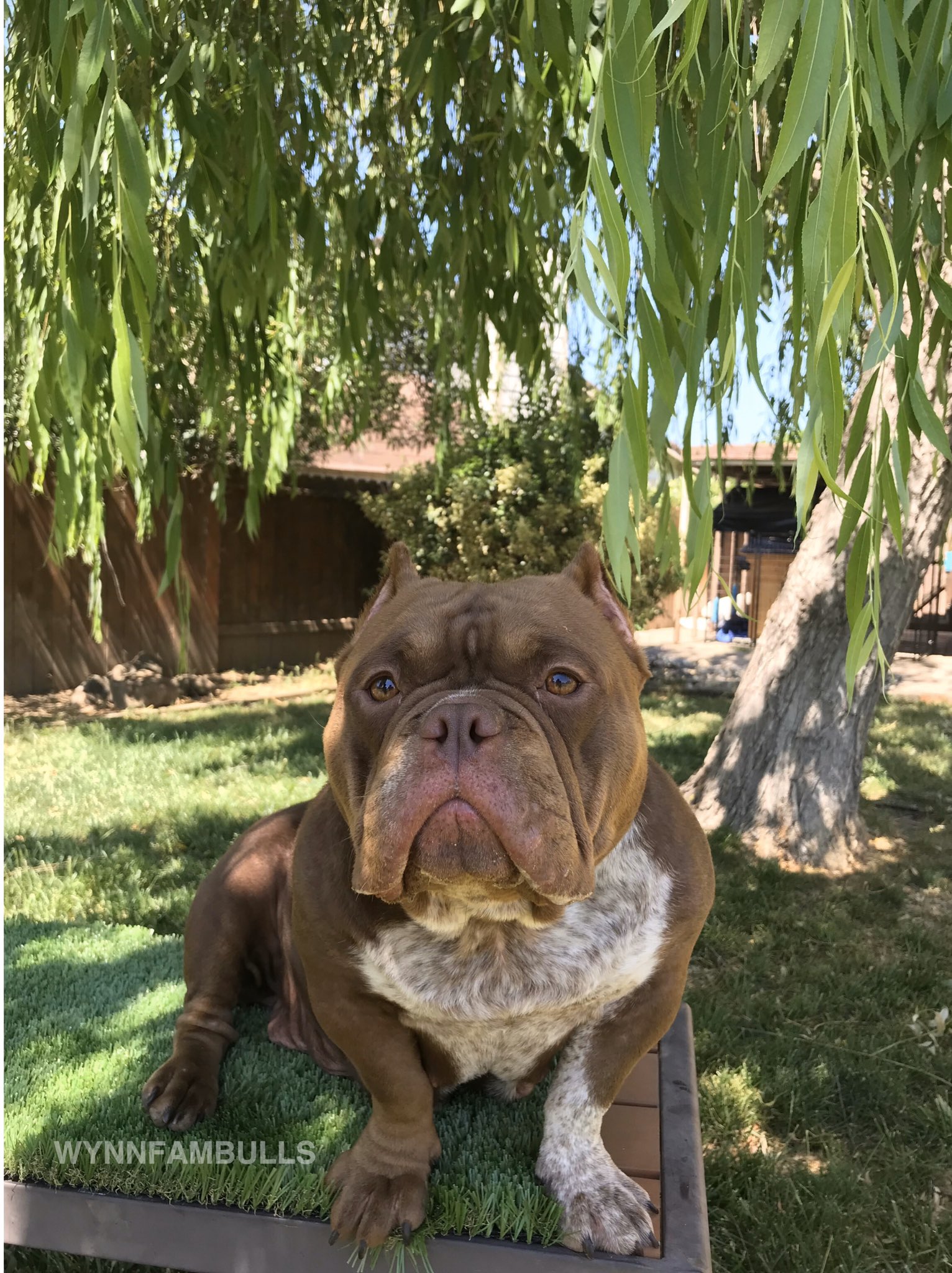 Ticked tri bully sales
