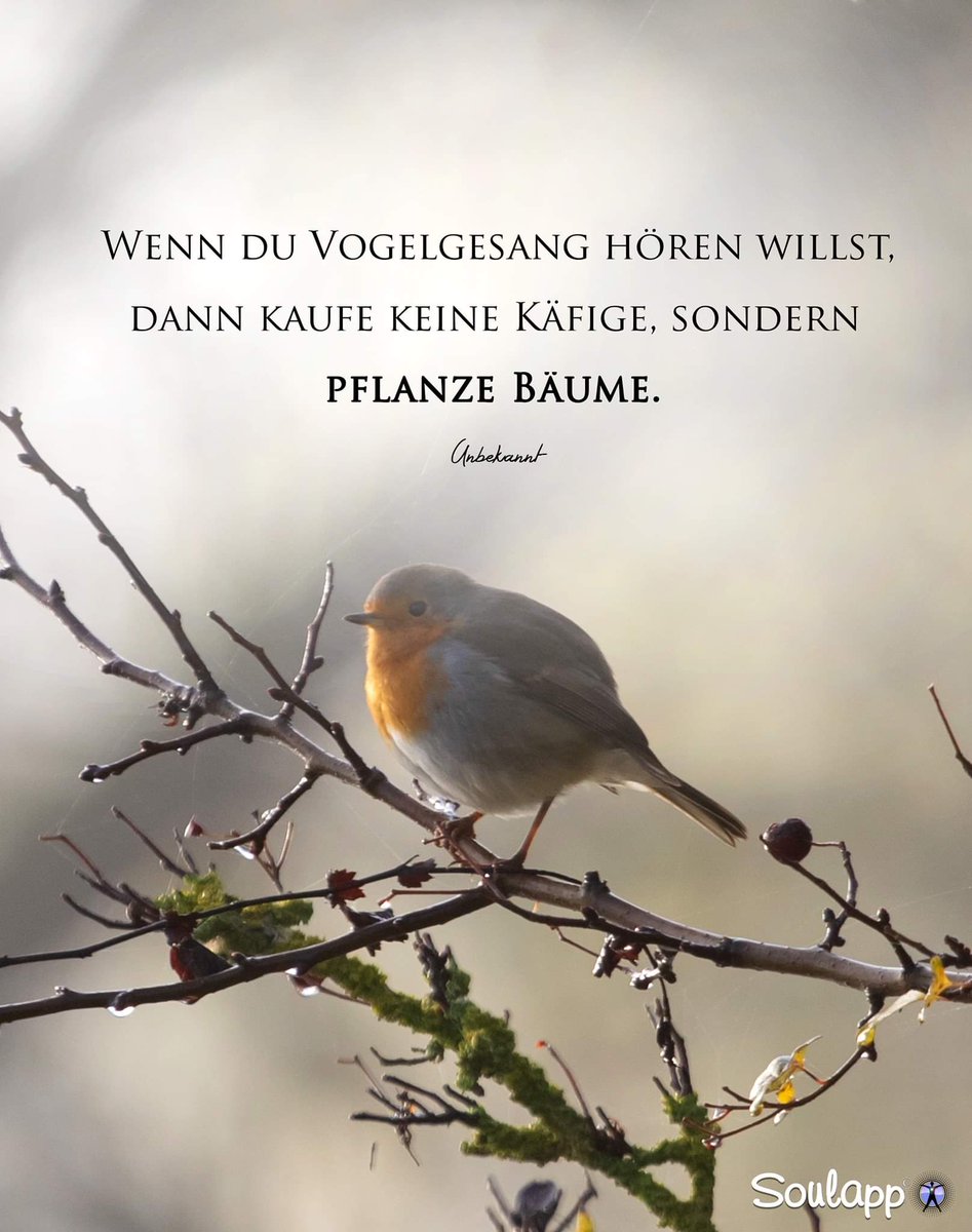 BirgitBea's tweet photo. einen schönen Samstag 🐥🐤 https://t.co/f9p5ERSYLR