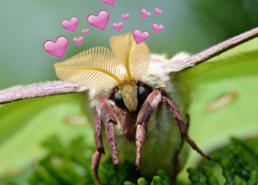 Juniper On Short Break I Also Have A Picture Of Me With A Luna Moth On My Face But Idk If I Can Find That Either Lmao Juniper On Short Break I Also Have A Picture Of Me With A Luna Moth On My Face But Idk If I Can Find That Either Lmao