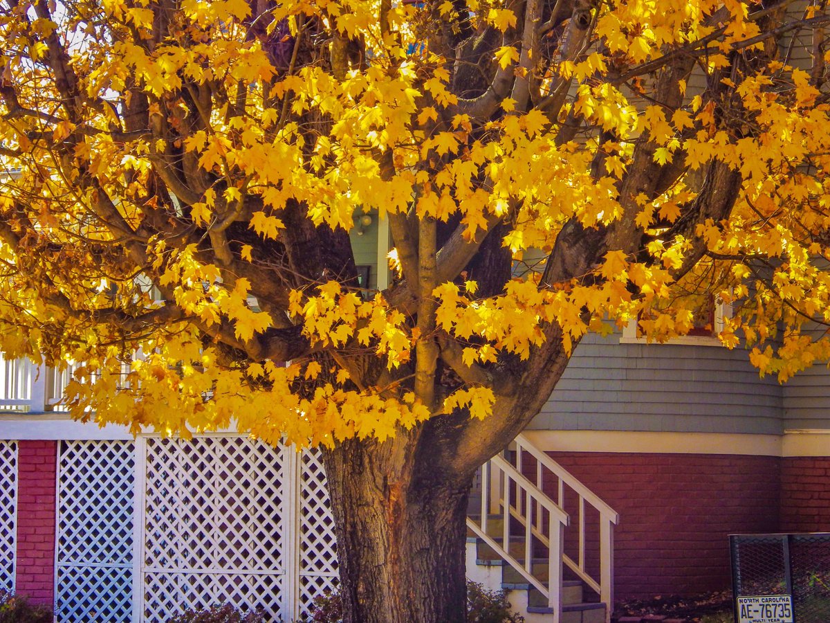 morito_suzuki's tweet photo. Fall Leaves #neighborhood #fallview https://t.co/BLteo26VMD