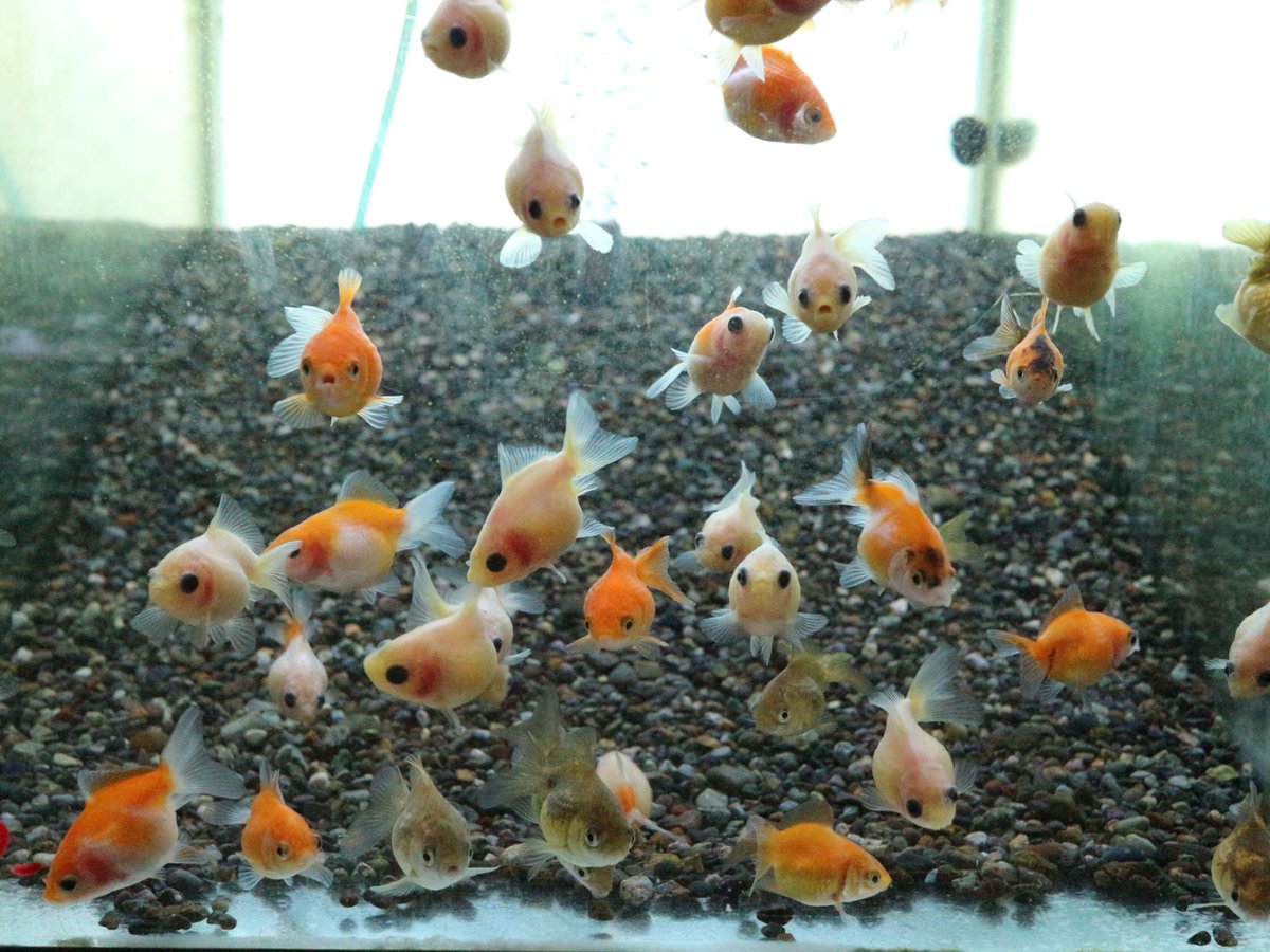 市ヶ谷フィッシュセンター 金魚 V Twitter ピンポンパール 国産 3 4センチの小さなサイズでとってもかわいいです いろいろなカラーの子がいるので お気に入りの子を選んでください 1尾1100円で販売中です T Co 1kcwxmyqry 金魚 ピンポン 市ヶ谷フィッシュセンター 金魚 V Twitter ピンポンパール 国産 3 4センチの小さなサイズでとってもかわいいです いろいろなカラーの子がいるので お気に入りの子を選んでください 1尾1100円で販売中です T Co 1kcwxmyqry 金魚 ピンポン