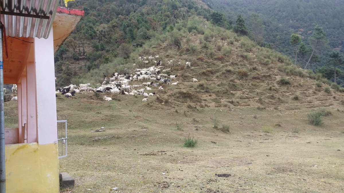 pashudhanUK's tweet photo. देखिये उत्तराखंड भेड़ एवं ऊन विकास बोर्ड द्वारा आयोजित मशीन द्वारा ऊन कतरन एवं प्रशिक्षण कैम्प की कुछ झलकियाँ।
#USWDB #MachineShearing #TrainingCamp
@CEOUSWDB @GaonConnection https://t.co/Wr2zfnueeZ
