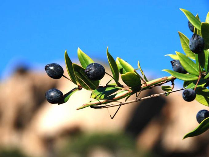 Circa un anno da questo post ma è sempre attuale: "Mirto: Pianta | Liquore | Come farlo in casa (4 Ricette!)" - blog.botteega.com/Mirto-Pianta-L… #prodottisardi