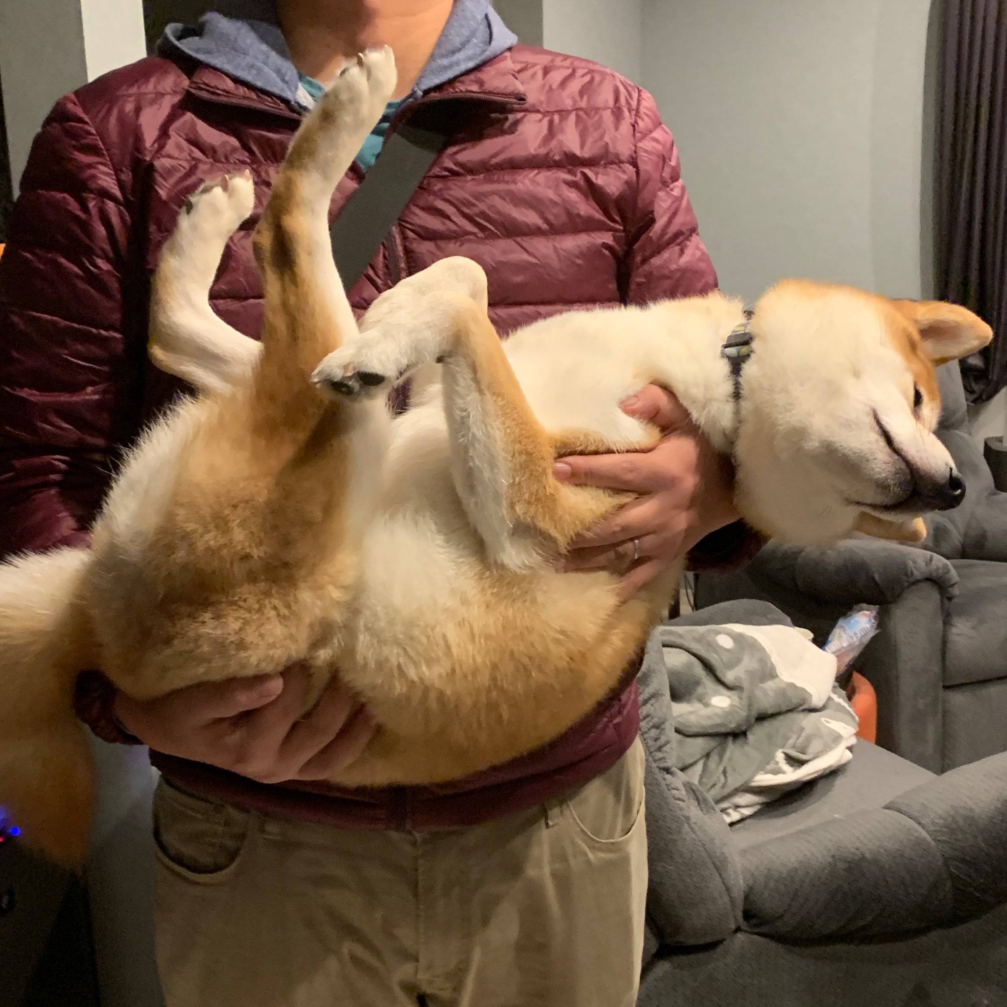 ちゃむりん お姫様抱っこされる時のドヤ顔 柴犬を崇めよ 抱っこ好き犬 モフりたくなる画像 ポルポ T Co 7br5rr3cvy Twitter