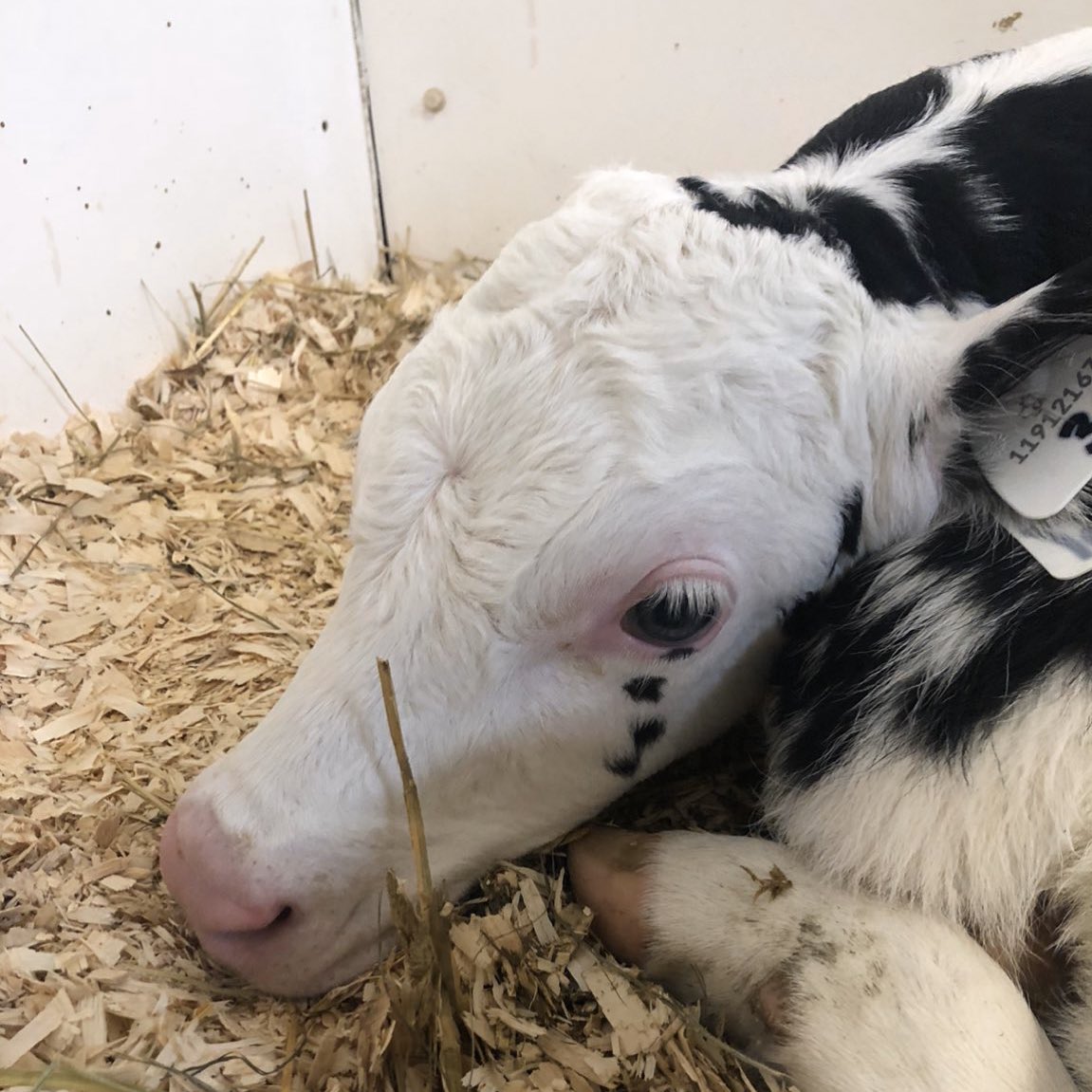 CowoftheDay1's tweet photo. 📅 16th November 2019 
🏷 @taylor_oulds https://t.co/CL86oWr3sI
