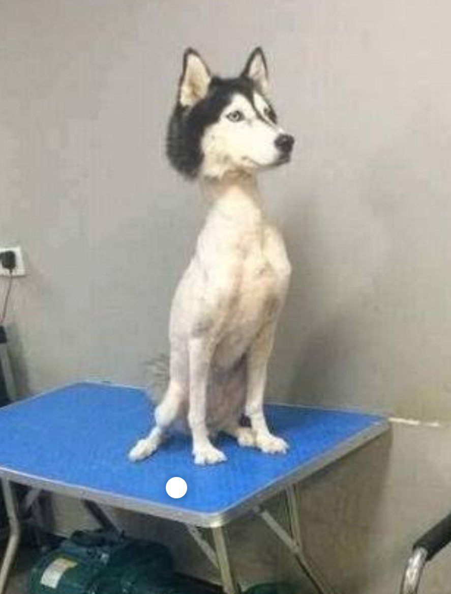 Kiu おちんぽ騎士団 Sur Twitter 犬サマーカット失敗もやばないか T Co 1nccgczrlj Twitter