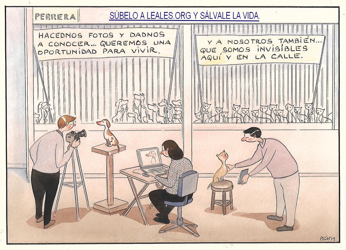 pacocatt's tweet photo. Mi viñeta de hoy sábado 16 de noviembre de 2019.
Genial.
El objetivo de https://t.co/yKwgZ8BgO9 es dar visibilidad a esos gatos y perros que se recogen en las calles y se encierran sin ni siquiera sacarles una miserable foto, condenándolos a estar encerrados o sacrificados. https://t.co/eYchCp8lvQ