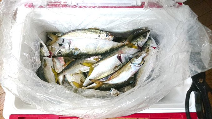 うそん。 奥様同伴2度目のLTアジ、タナ取りが少し大変で水深カウンター付リールを奥様に貸してたので向こうはガンガン釣る中こっちは水深探るのに一苦労で。でもタナを掴んだとたんに面白いように入れ食いでした。秋はサイズも大きくて楽しかったです。後半はサヴァ連発。 