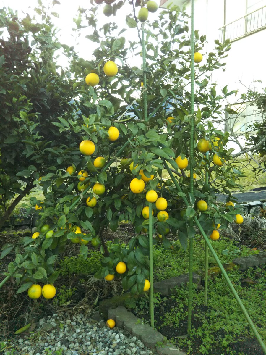 えんちゃん 庭で栽培しているラフマイヤーレモンの収穫が始まりました まずは黄色く色付いたレモンを選んでみましたよ 青い レモンは12月まで置いておき完熟レモンで収穫します 果樹栽培 ラフマイヤーレモン 完熟レモンはマーマレードに