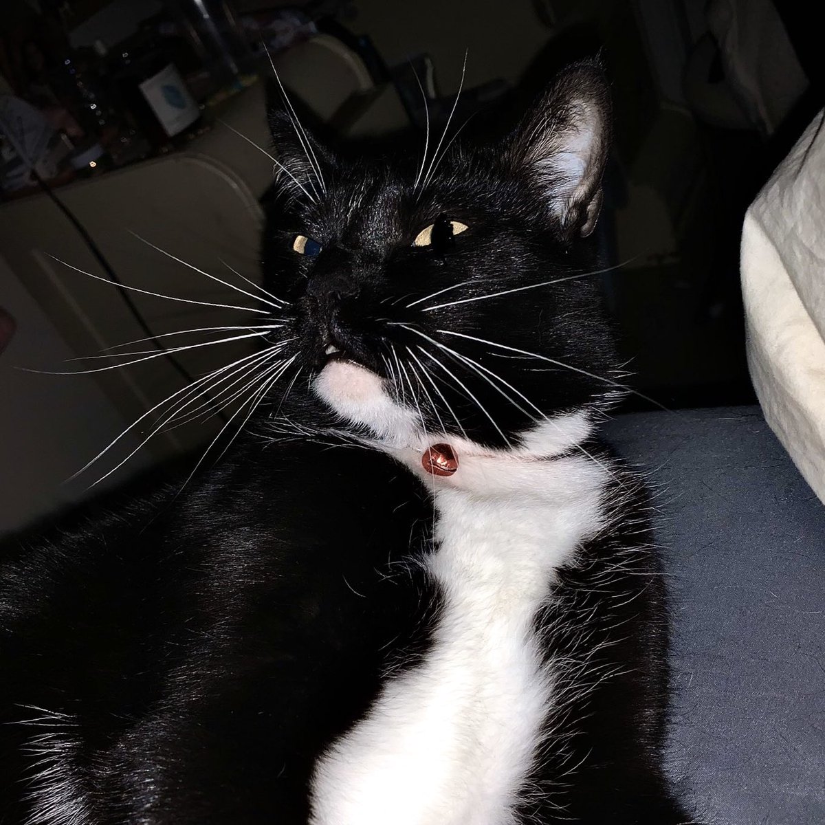 urbuttcheeks's tweet image. My cat literally attacks me if I move and accidentally touch her. In MY own fuckin bed like bitch do you pay rent here? And she has the audacity to look at me like this. Imma fuckin beat some ass