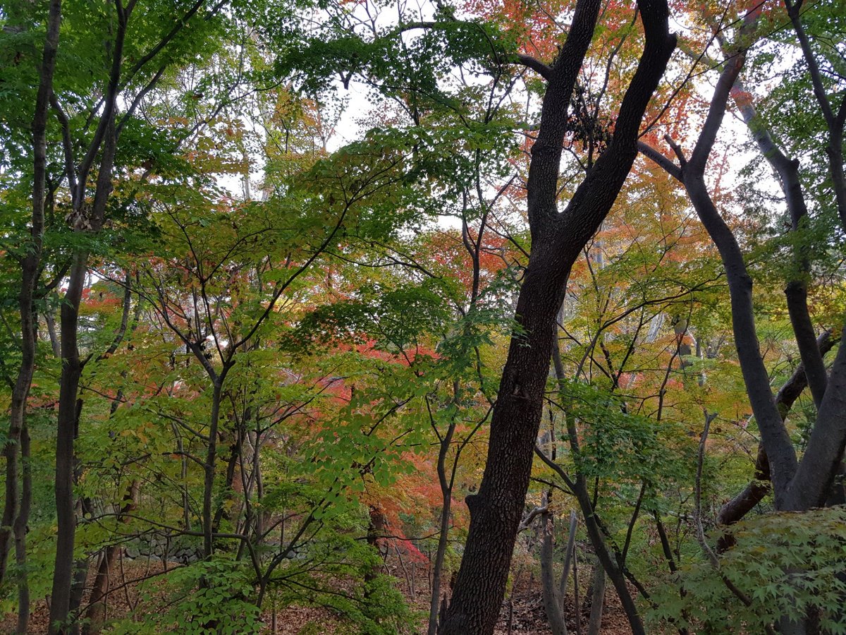 Dodreamiju's tweet photo. The Autumn of Korea (@ 경주시 in Gyeongsangbuk-do) https://t.co/phcbHPJwbQ https://t.co/sRG2ynVlHr
