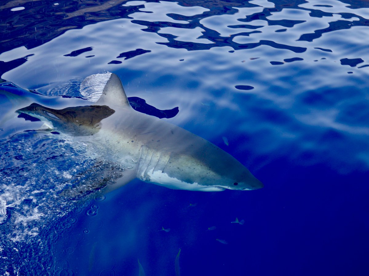 ট ইট র サメ田氏 メタリックな感じと透明感がカッコいいですよね