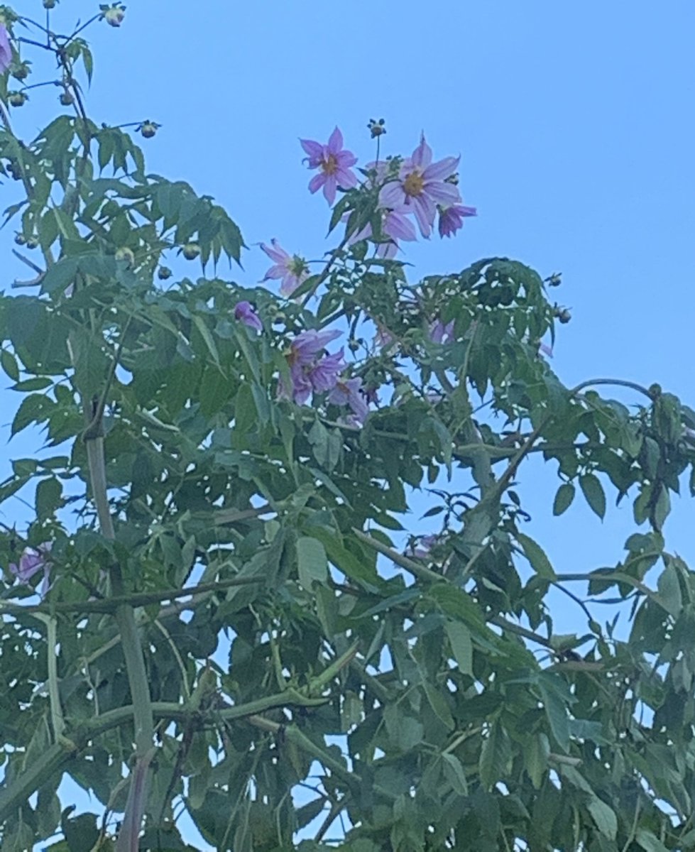最高かつ最も包括的なアジアン タム 花 言葉 最高の花の画像