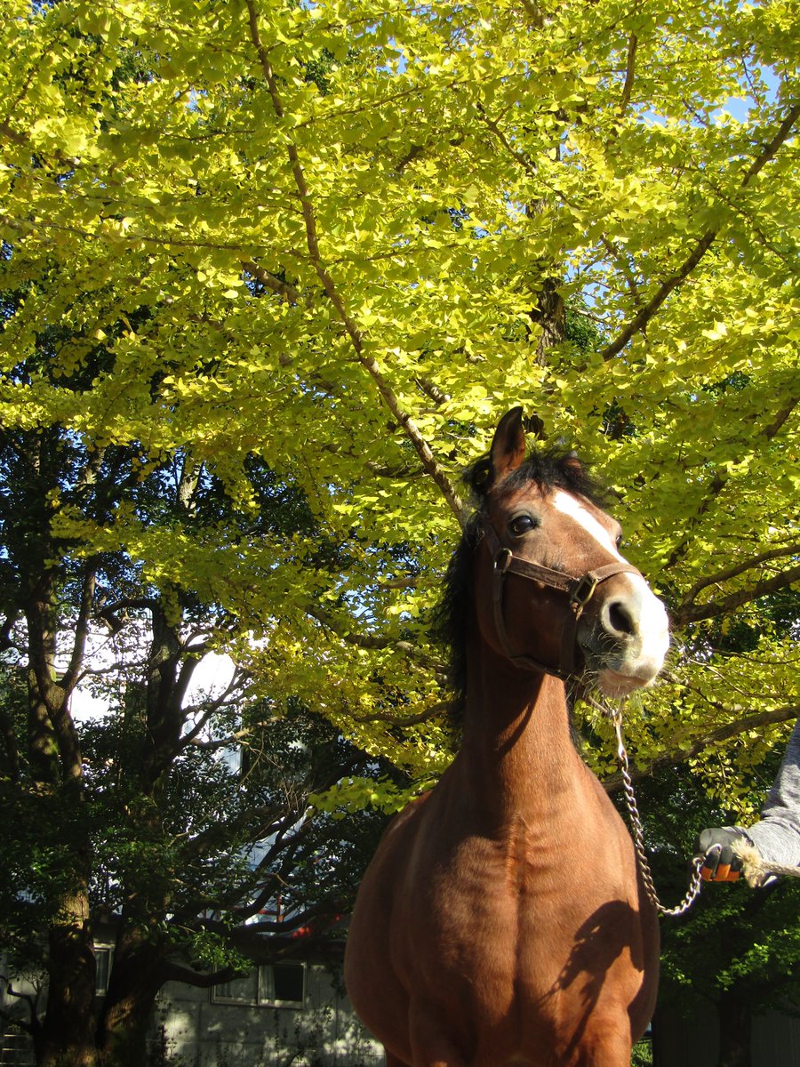湯の山乗馬クラブ On Twitter クラブ駐車場の銀杏の葉も綺麗な黄色に色づきました 湯の山乗馬クラブ 乗馬クラブ 乗馬 馬 動物 湯の山温泉 御在所岳 三重県 菰野町 観光スポット レジャー 森林浴 東海 自然 四日市 山 観光 遊び 乗馬好き 三重
