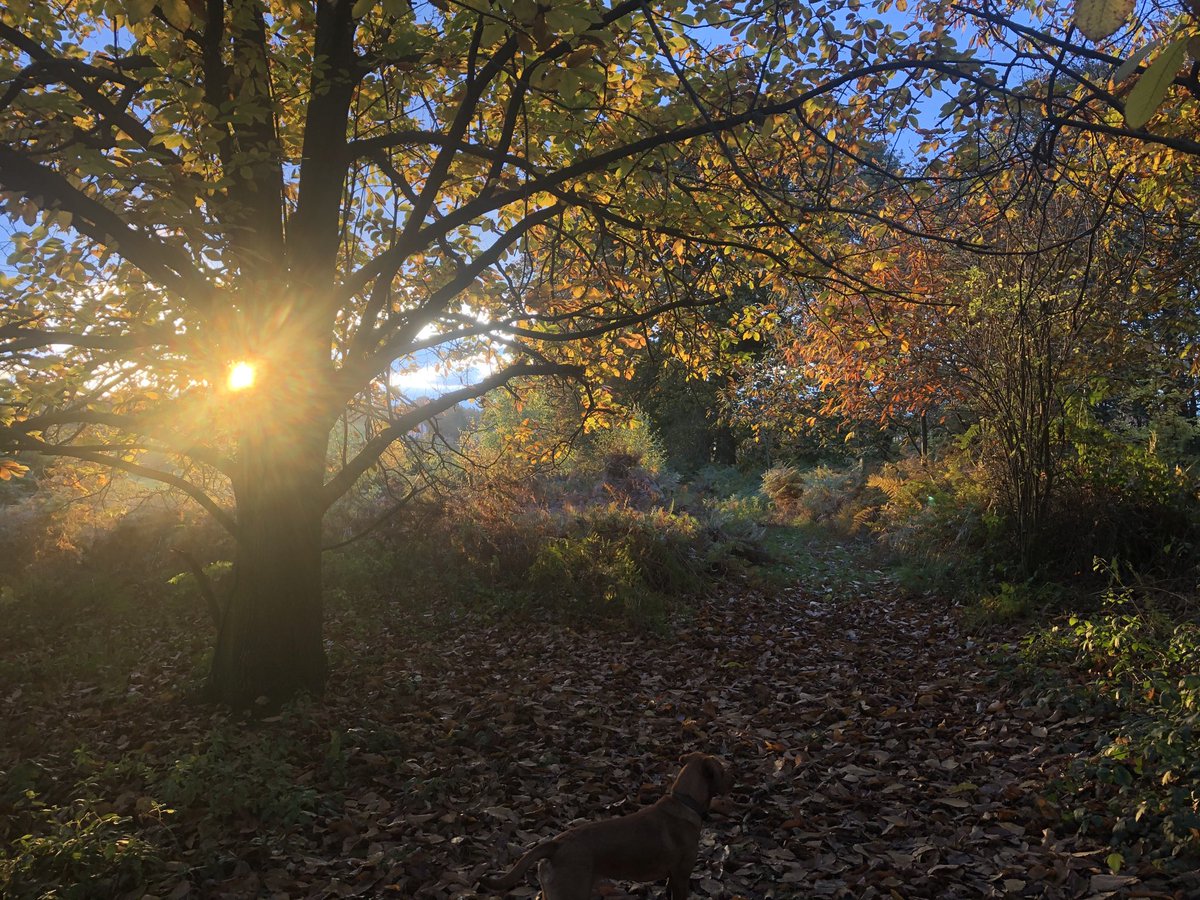 #goodmorningbritain from Thorrington Mill Vineyard #wood ⁦<a href="/hattingleywines/">Hattingley Valley</a>⁩