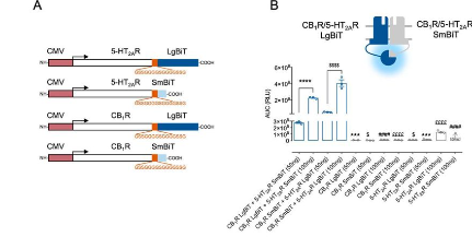 AutonomicAus's tweet photo. Design and development of stapled transmembrane peptides that disrupt the activity of G-protein–coupled receptor oligomers @QMUL, @LJMU & @uniofeastanglia, @jbiolchem (@ASBMB)
https://t.co/dmGM62dPIg
#GProteinCoupledReceptor #GPCRs #proteincomplexes #transmembrane #cellmembrane https://t.co/7mgr8fSaSB