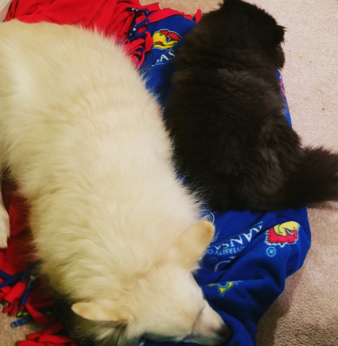 Thread9dog's tweet photo. My yin yang

#pomeranian #eskie #dogs https://t.co/sPIl59MYKk