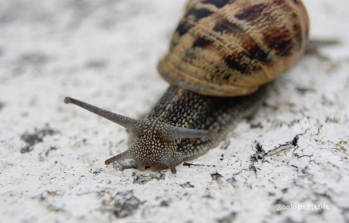 zoologiamania's tweet photo. Caracol común de jardín (Helix aspersa/Cornu aspersum)🐌
#ZoologiaMania #Zoologia #Zoology #Snail #Helixaspersa #CornuAspersum #Cornu #aspersum #Helix #aspersa #Helicidae #Pulmonata #Gastropoda #Mollusca #Animalia #Animal #PickOfTheDay #Photography #macrophotography https://t.co/036UAf7oTP