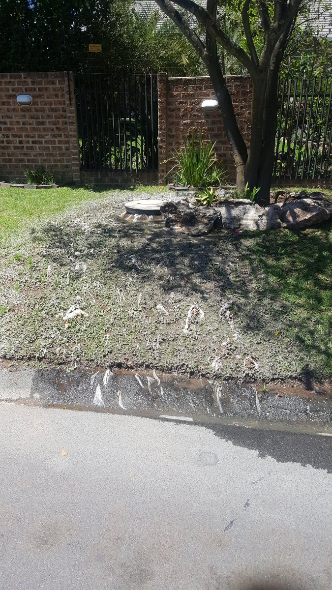 viven_p's tweet photo. @CityofJoburgZA @JHBWater raw sewerage spewing out on Glanville crescent wendywood. On hold now for more than an hour to report. https://t.co/AbqltLAVXV