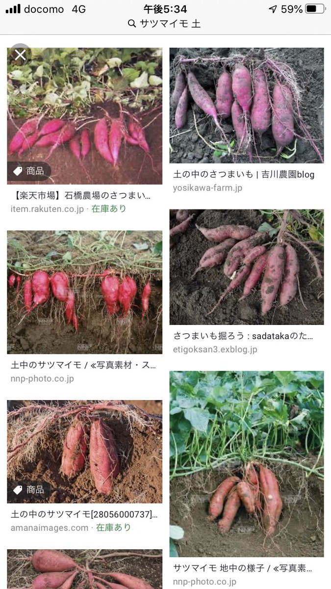 はねおか على تويتر 手作業でもトラクターで掘り返すにしても 芋づるは邪魔なので取り去ります サツマイモは挿し木で育てるのが普通ですので 土に埋まった茎から根が出て芋になります ですので 芋が数本ある塊は発生しますが 芋づるを引っ張っても畑の芋が掘り返さ はねおか على تويتر 手作業でもトラクターで掘り返すにしても 芋づるは邪魔なので取り去ります サツマイモは挿し木で育てるのが普通ですので 土に埋まった茎から根が出て芋になります ですので 芋が数本ある塊は発生しますが 芋づるを引っ張っても畑の芋が掘り返さ