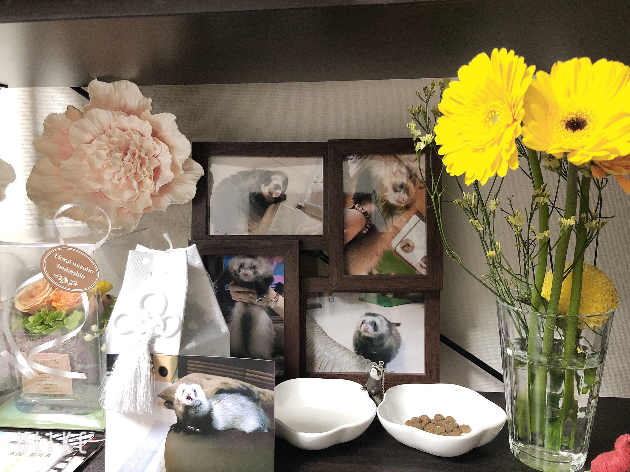 コロ助なり 今日で茶々丸が虹の橋に行って1ヶ月 その節はたくさんの方にお悔やみの言葉 を頂き本当にありがとうございました 一人一人へのお返事が出来ず ごめんなさい 皆様の心優しい言葉にすごく救われました 茶々丸をお迎えしてから旅立つ