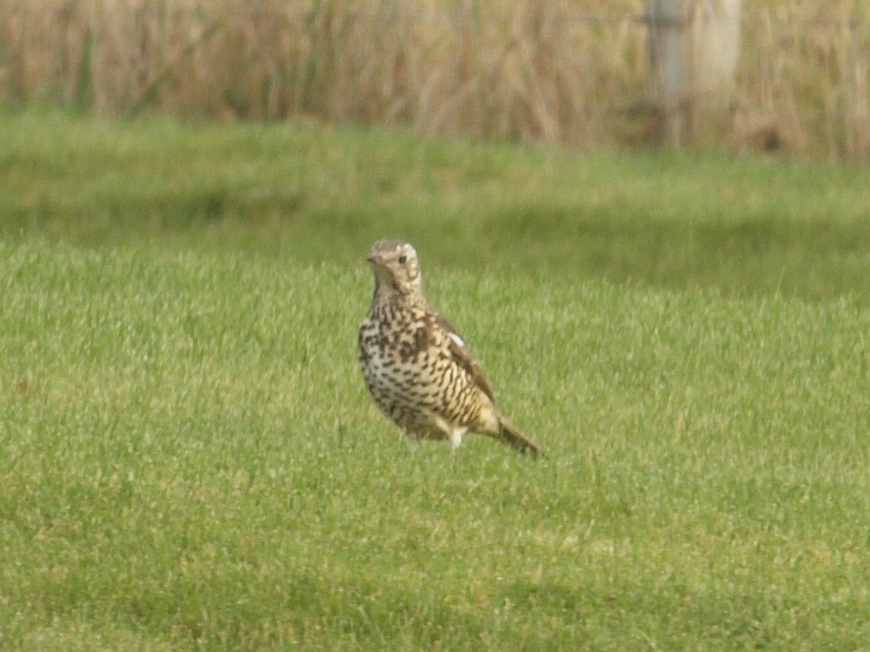 A Mistle Thrush visited our garden in Pitlochry this morning - first time we've seen one of these lovely birds in years (unless we've been missing them!).
#highlandperthshire #scottishwildlife #scotnature #inspiredbynature