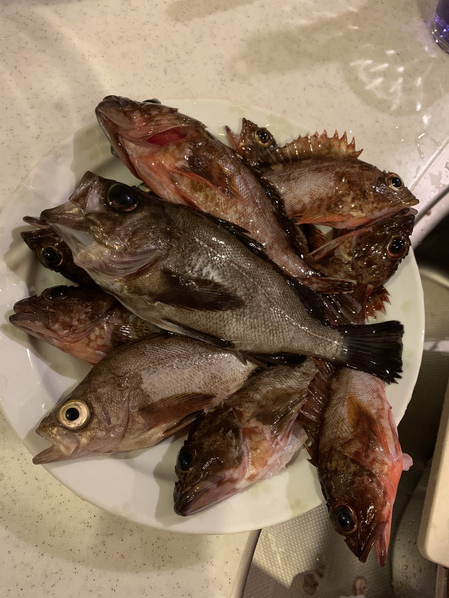 ともちん 釣り垢 En Twitter オキソ2匹のみ 残りはガシラ アラカブ 煮付けと唐揚げにして食べました 絶品 スーパーで買ったら高いからこれはお得やわ めばる