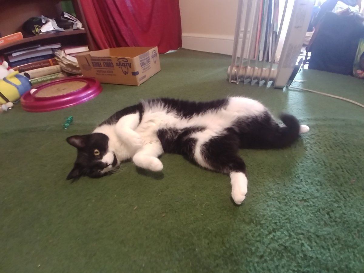 AjaxCheetto's tweet image. Happy #caturday 😸