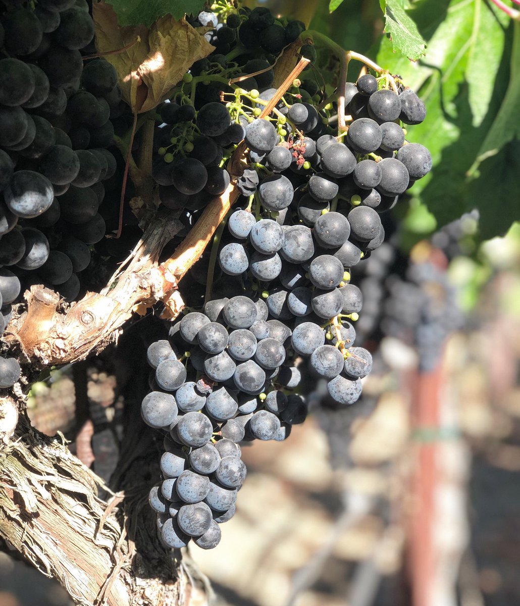 covetour's tweet photo. Follow @VinAcademie for great wine information. Great source for any wine lover and for those who want to learn more about wine 🍷 https://t.co/bNk3Pyep8p