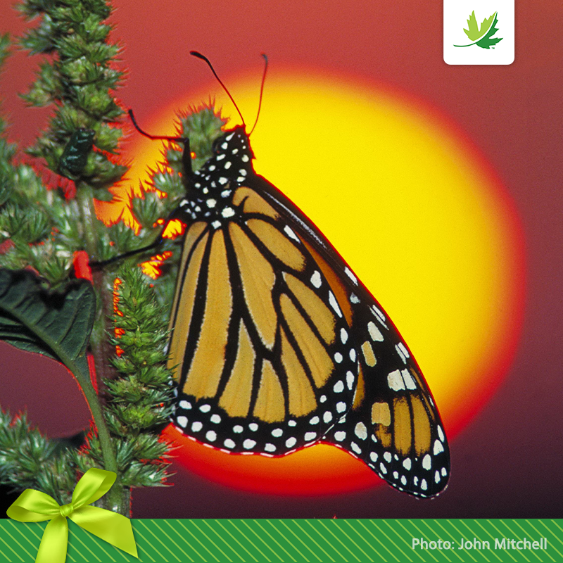 NCC_CNC's tweet photo. You can help save the endangered monarch butterfly this holiday season! Your symbolic gift will help protect & restore habitats for monarchs in Canada. Adopt a #monarchbutterfly today: https://t.co/1a6fKCIpX4
#GiftsofNature #ecofriendlygifts #AdoptASpecies #giftideas https://t.co/r8zlbjlolh
