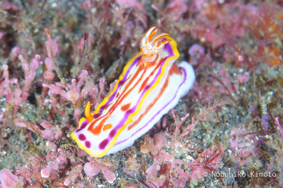 カナメイロウミウシ
Hypselodoris kaname Baba, 1994

#ウミウシ #nudibranch #seaslugs #大瀬崎 #海の案内人ちびすけ