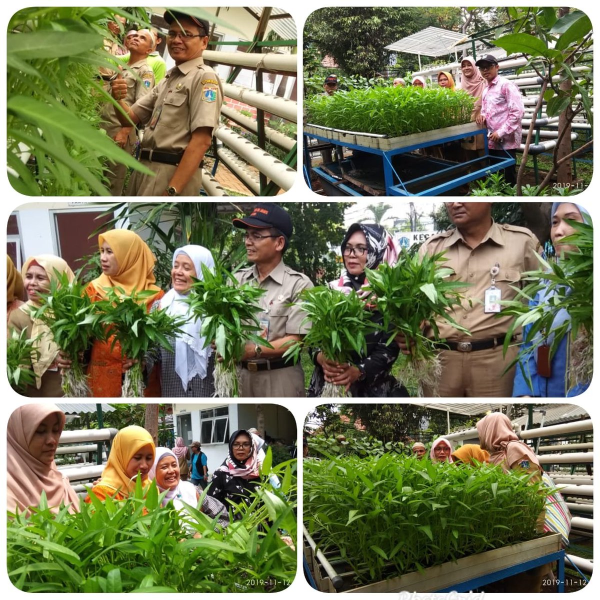 rptrakarangany2's tweet photo. jakarta. 12 nov.2019. kegiatan panen kangkung hasil budidaya aquaponik,/ vertiminaponik dgn hasil 5.3kg yg akan di bawa ke Lab balai pengkajian Teknologi pertanian DKI jakarta, @rptrakarangany2 
@Ermasuryani63 
@kusumawati_tuty https://t.co/qxuewzhM36