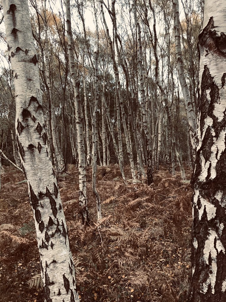 Been out in the woods this morn.