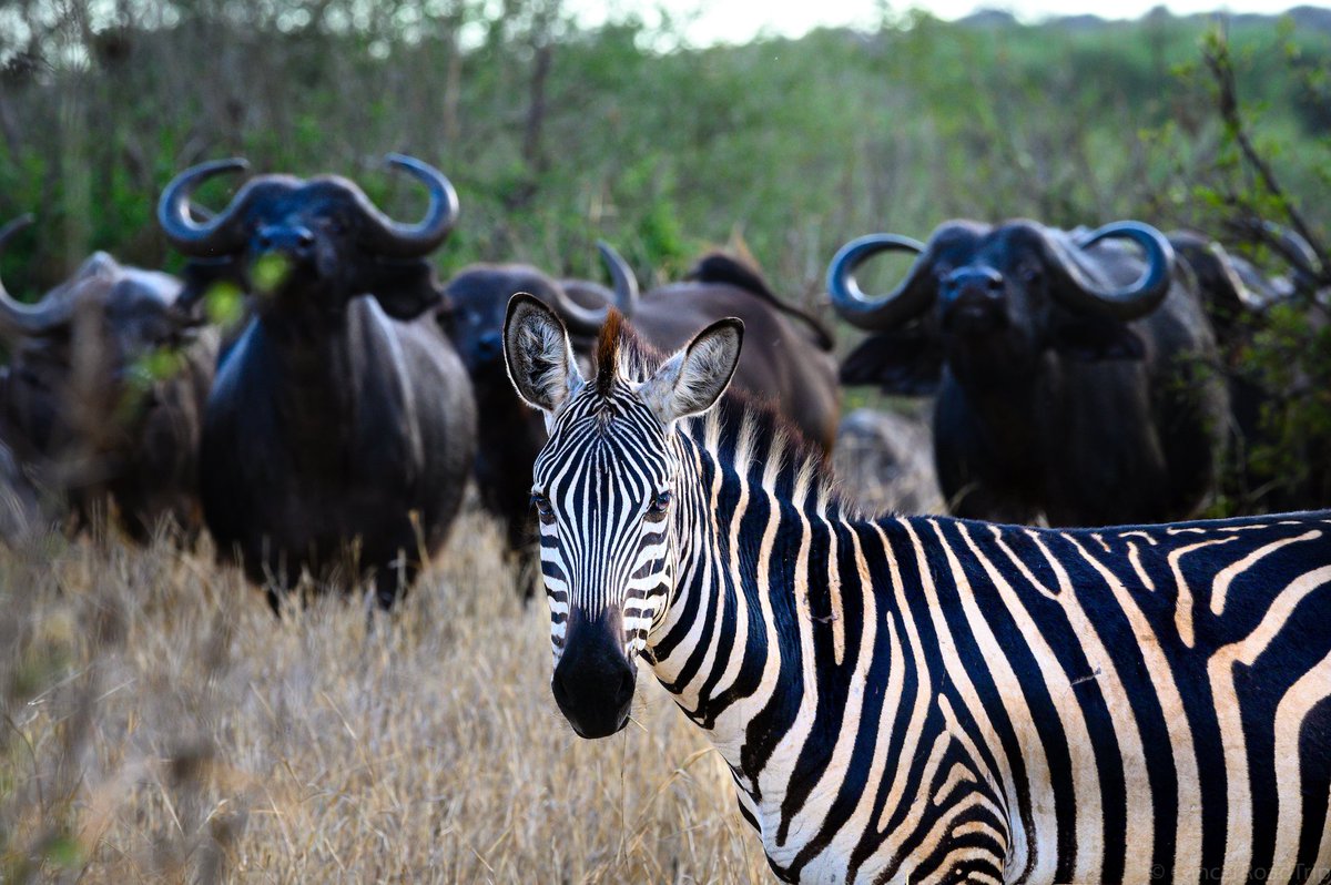 Pat Wetzel tweet media