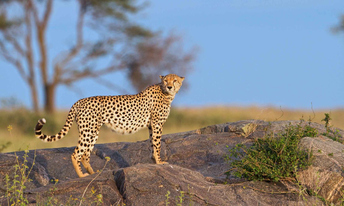 AcrossNature's tweet image. There's still some beauty in this world. In today's world, reading the news makes one feel so sad and depressed. But there is still some #beauty in this world and we know where they are to change your world view. Contact us today at: info@acrossafricanature.com

#Safaris  #Tours