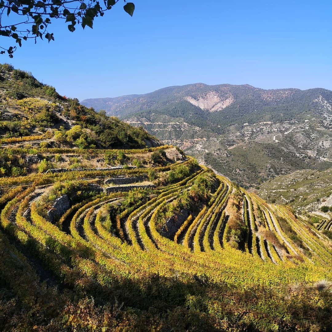 visitcyprus's tweet photo. There are many #vineyards scattered across #Cyprus and many of them offer wine tasting experiences that will leave you begging for more! Explore the mountain area and discover them.🍇 #visitcyprus 
📷 @ krakowski_makaroniarz https://t.co/yRwI526Ufl