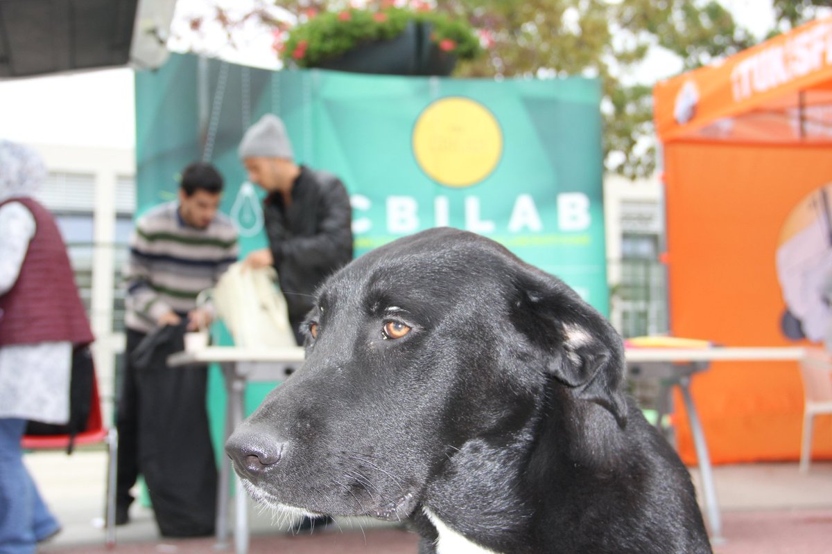 TheUzmanEkip's tweet photo. Mutlu haftasonları 🎉
Başka bir misafirimiz, beni neden paylaşmadınız dedi 🐕
#cbilab #itü #köpek https://t.co/QTZLDECdk7